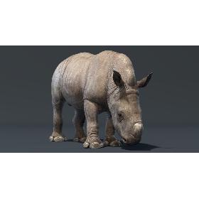 3D Rhino Baby (Rigged)